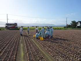 玉葱作況調査