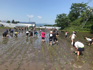 田植え