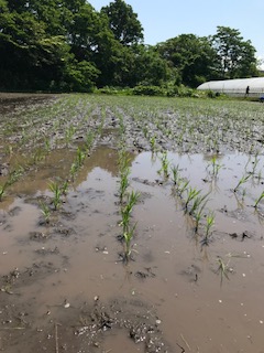 田植え