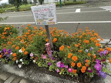 きれいに植樹されたオアシス通りの花壇