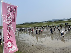 砂川市内小学校田植え体験