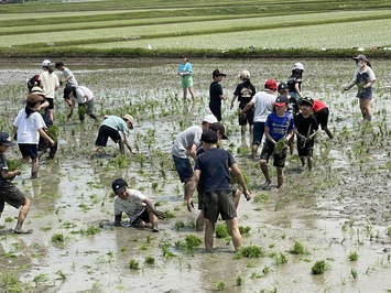 田植え