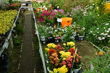 片桐農園さんのお花