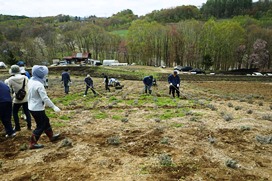 黒瀬ラベンダー園再生ボランティア