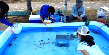 遊水地の魚