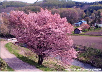 優秀賞「北吉野の桜」成田　正治氏