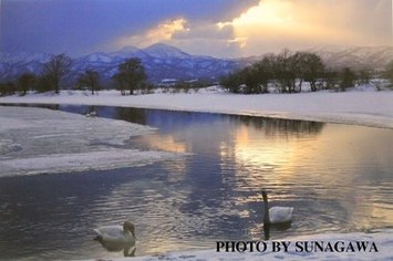 優秀賞「夕日を浴びる白鳥 2羽」山田　勝稔氏（一般）