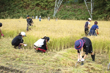 稲刈り体験