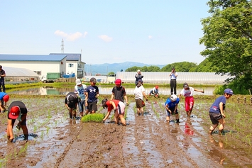 田植え体験